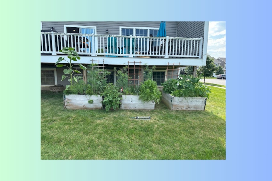 Three raised beds made of wood and full of vegetable plants in from of a condo deck